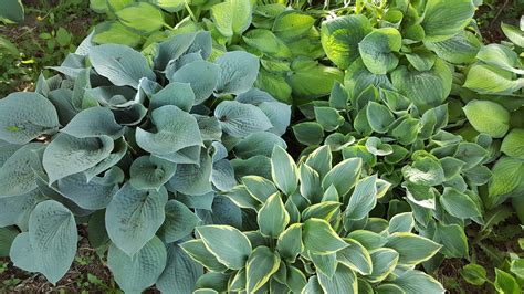 Stay away from any wilted hostas in containers. Gear Acres at Top of the Hill: Dividing Potted Hosta Plants