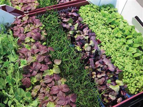 Growing Microgreens Farm And Garden Grit Magazine