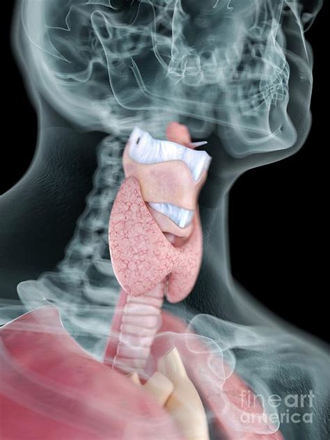 Illustration Of A Man S Throat Anatomy Photograph By Sebastian Kaulitzki Science Photo Library