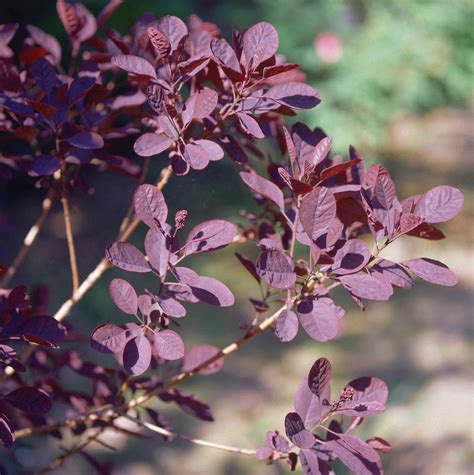 Ornamental Trees And Shrubs With Purple Leaves