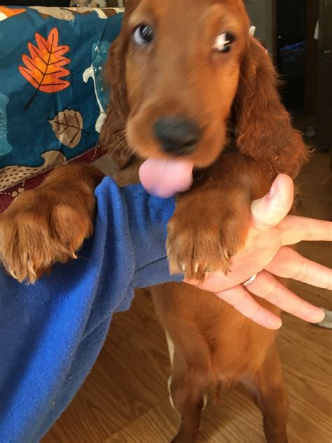 Purple, one of our three male golden irish puppies. Irish Setter Puppies For Sale | Buffalo, NY #310105