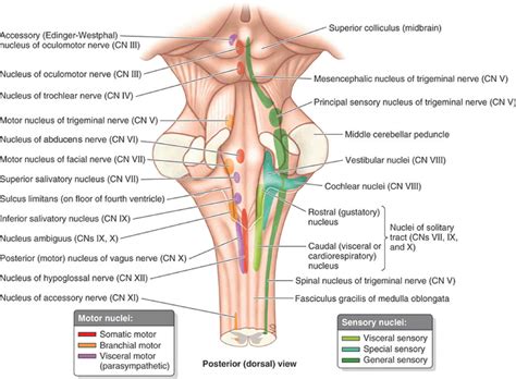 Cranial Nerves Brainstem Dorsal