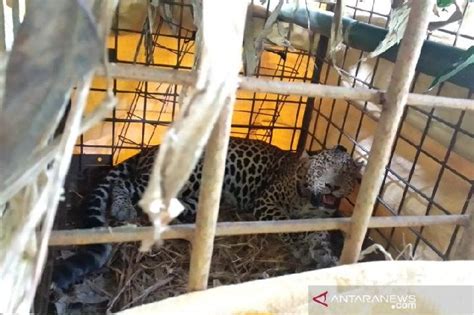 Iwn01 tatakan kandang ternak umbaran. Wisata Ternak Kandang Macan / Usai Terkam Ternak Bksda Sumbar Tangkap Harimau Sumatera Antara ...