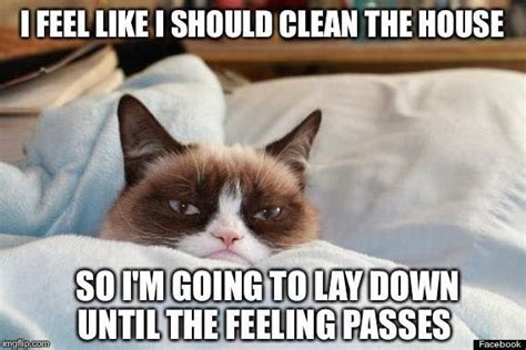 I Feel Like I Should Clean The House Grumpy Cat Grumpy Cat Humor