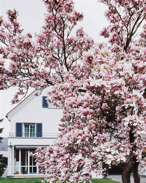 Check spelling or type a new query. swiss, switzerland, house, magnolia, bloom, pink flowers ...