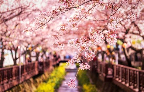15 Outstanding Spring Wallpaper Japan You Can Save It Free Of Charge