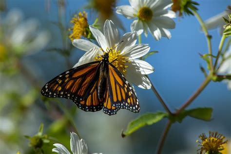 Monarch Butterfly Photo By Ralph Marbach — National Geographic Your