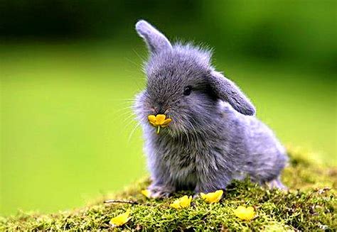 Snack Time Green Grass Gris Flowers Bunny Eating Hd Wallpaper