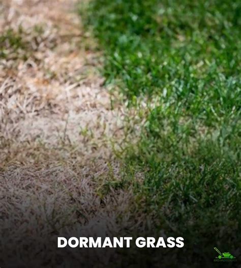 Dormant Grass Vs Dead Grass How To Tell The Difference Bird And