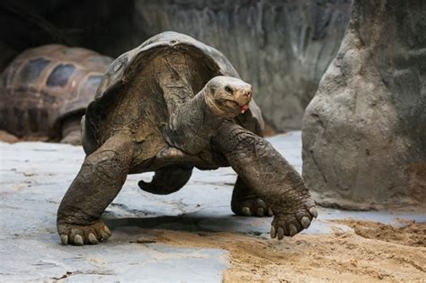 Beli kura aldabra online berkualitas dengan harga murah terbaru 2020 di tokopedia! Mengenal Jenis Jenis Kura Kura Darat yang Biasa Dipelihara ...