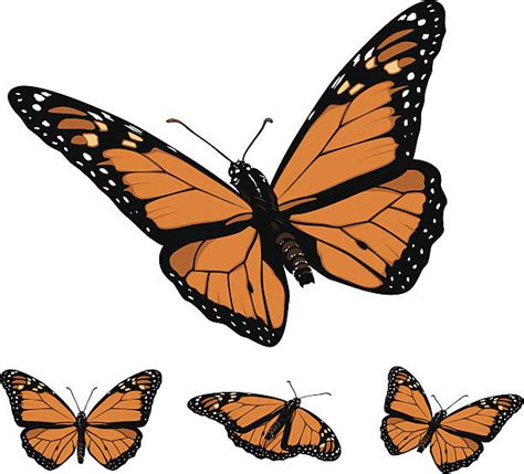 Royalty Free Monarch Butterfly Clip Art Vector Images And Illustrations