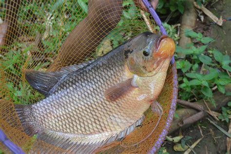 Check spelling or type a new query. Ikan Gurami Segar area Ponorogo