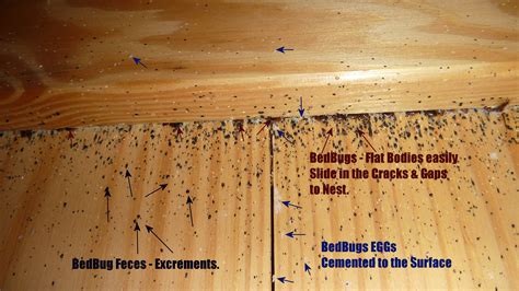 Real Life Bed Bugs Infestations Pictures 1 Pest Control Of Bed Bugs