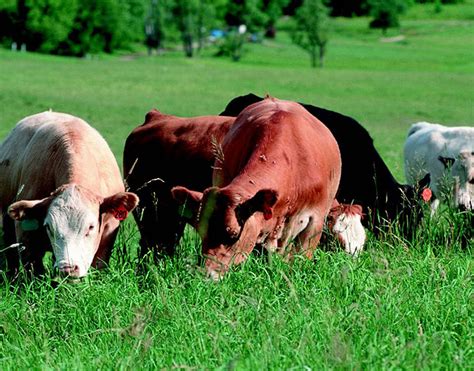 Emergency Haying And Grazing Approved For Crp Land In 46 Counties