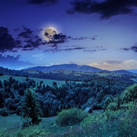 Pine Trees Near Valley In Mountains On Hillside At Night Stock Photo
