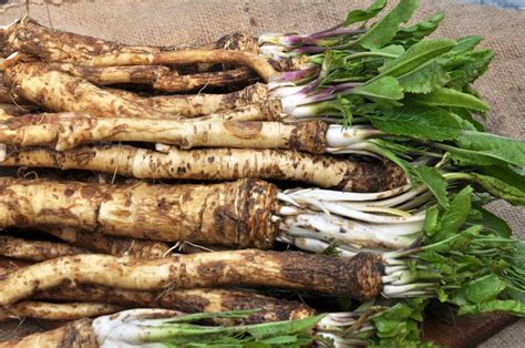 Meerrettich im Garten anpflanzen- So geht's!