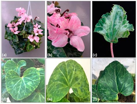 Fig mosaic virus (fmv) (genus emaravirus in the family fimoviridae) is considered the etiological agent of fig mosaic disease (fmd) that is recorded in most of the fig growing areas with an average. Viruses | Free Full-Text | High-Throughput Sequencing ...