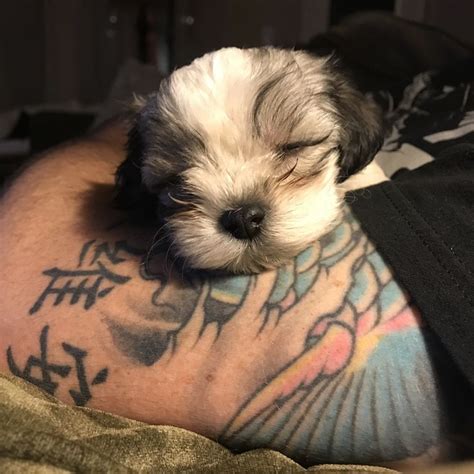 Dolly The Maltipoo In Daddys Tattooed Arms Maltipoo Cuddling S Tattoo