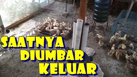 We did not find results for: Umur 14 Hari Saatnya Ayam Dilepas Keluar - YouTube