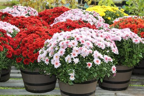 Caring For And Planting Fall Mums Beat Your Neighbor