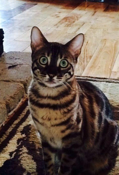 The most popular bengal colors are brown/black, but the cat can come in a variety of shades, including black and silver, seal brown and silver, charcoal, and. Those gorgeous eyes!!!! Charcoal mink bengal | Bengal cat ...