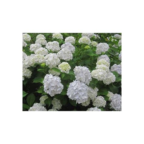 Maybe you would like to learn more about one of these? Hydrangea macrophylla Madame Emile Mouillère-www ...