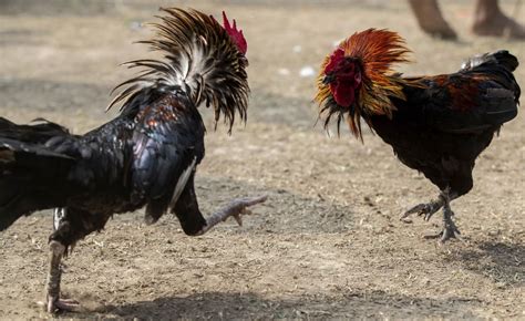 Knife Wielding Rooster Kills Owner In Cockfight