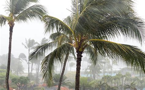 Hurricane Damaged Palms Mainscape Landscape Services