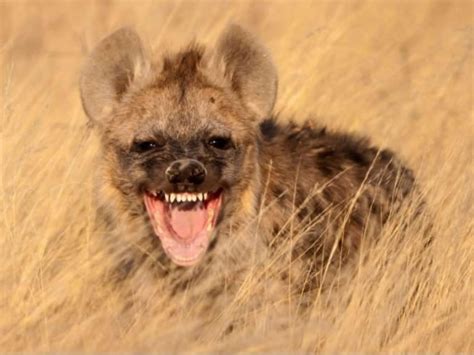 Female Hyena Facts Laugh Spotted Striped For Kids