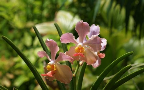 Orchid Wallpapers Beautiful Orchids In Widescreen Wallpaper