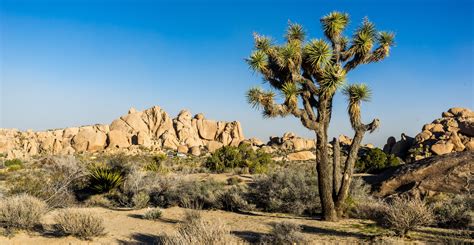 11 Best Day Hikes In Joshua Tree National Park Outdoor Project
