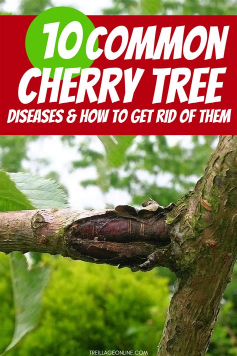 10 Common Cherry Tree Diseases And How To Get Rid Of Them In 2021