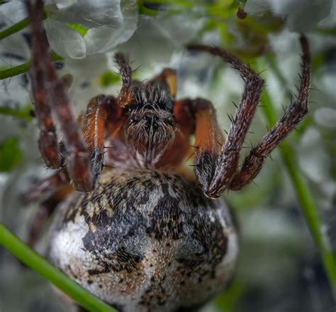 Free Stock Photo Of Arachnid Macro Spider