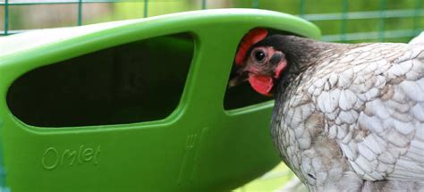 Jan 23, 2021 · how much food should i feed my dog chart australia. How Much Should I Be Feeding My Chickens | The Omlet Blog