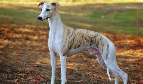 Whippet Dog Breed Information All The Facts About Whippets