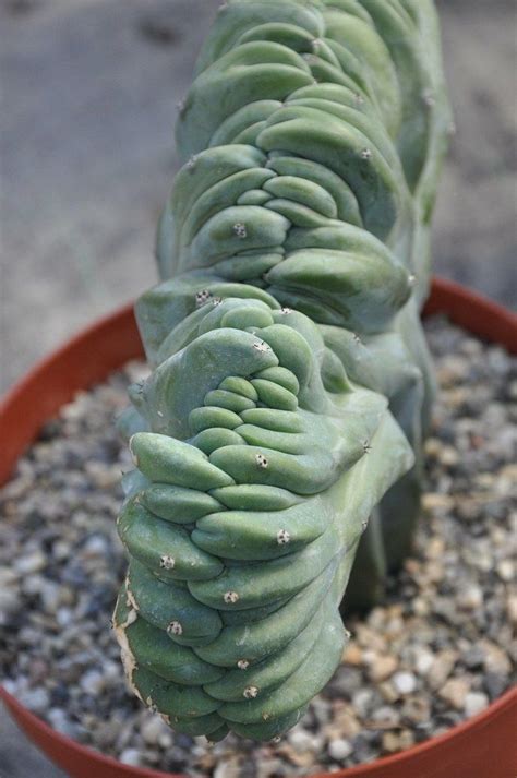 The frequency depends on the size of the plant. Understanding Crested Succulents & Monstrose Cactus (With ...