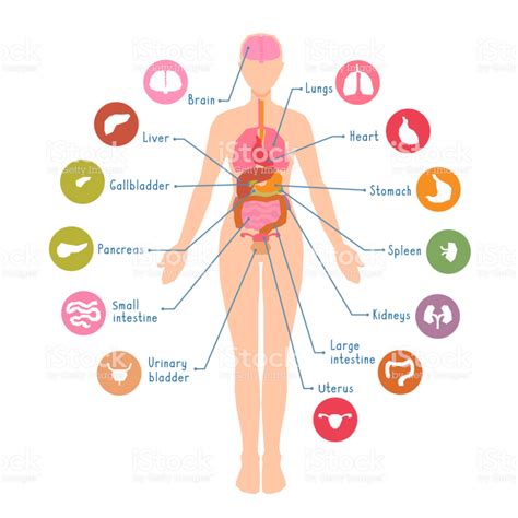 Diagrama De Los Principales órganos Internos Del Cuerpo Humano Visual