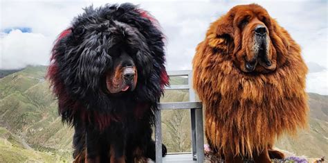 Tibetan Mastiff Dog Breed History And Some Interesting Facts