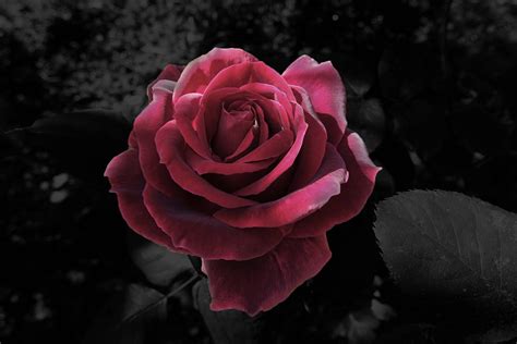 Download Black Aesthetic Rose Pink Wallpaper Wallpapers Com