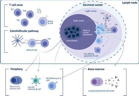 Frontiers In Immunology