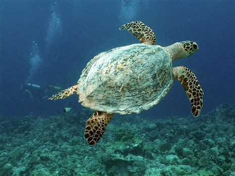 Firstly, the population of the critically endangered hawksbill sea turtle has an extremely wide distribution. Hawksbill Sea Turtle Photos : Biological Science Picture Directory - Pulpbits.net