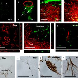 Dynamics Of Pericytes In The HUVEC Pericyte Coculture System