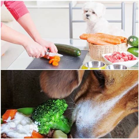 Frutas Y Verduras Que Pueden Comer Los Perros Cuáles Están Prohibidas