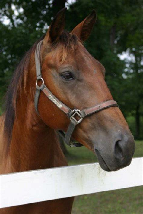 The American Standardbred Horse Breed Facts And Information