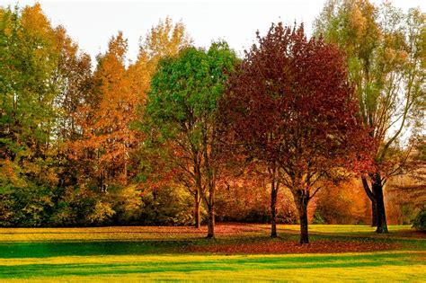 Understanding And Caring For Trees In Autumn Arborist Now