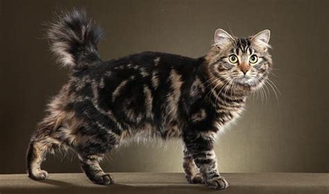 American Bobtail Cat Info Personality Kittens Pictures