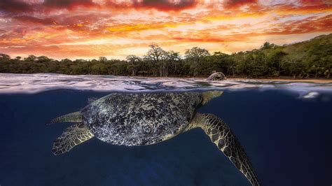 Turtle Indian Ocean Bing Wallpaper Download