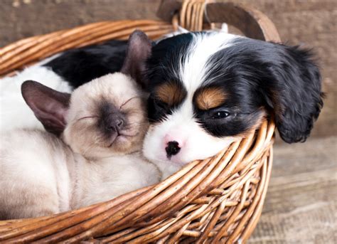 9 Dogs That Get Along With Cats Just Purr Fectly Purewow