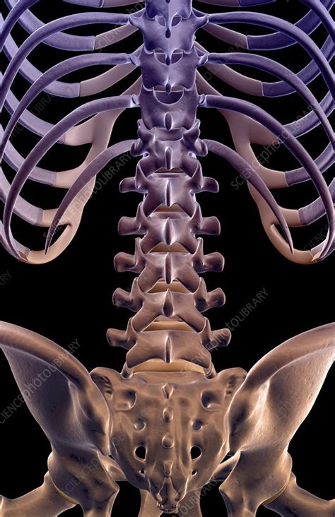 The biceps are made up of two different heads and are located in the front of the arms. The bones of the lower back - Stock Image - F001/8190 - Science Photo Library