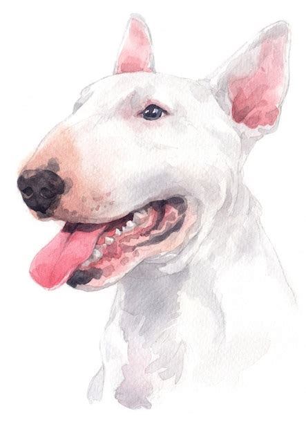 Watercolor Painting White Dog Breed Bull Terrier Photo Premium Download